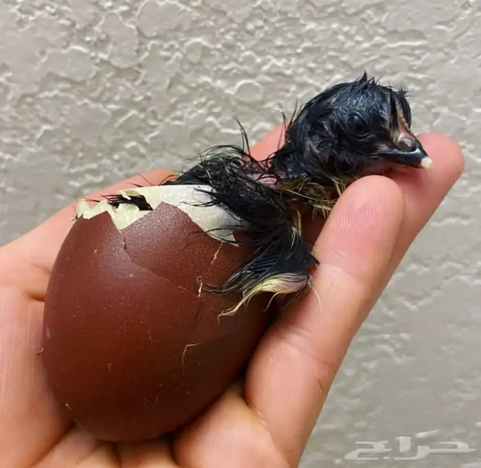 صوص دجاج الماران النادر   Black Cooper Marans 4
