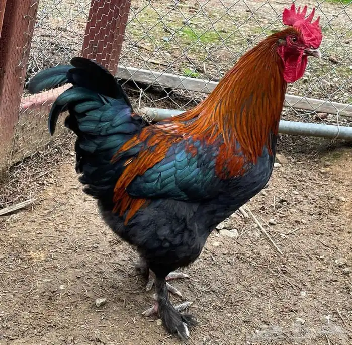 صوص دجاج الماران النادر   Black Cooper Marans 7