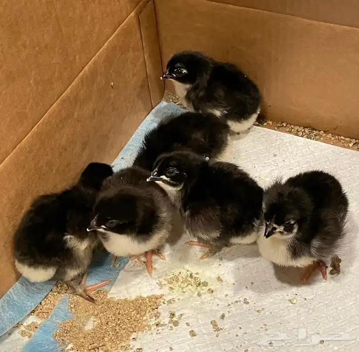 صوص دجاج الماران النادر   Black Cooper Marans 5