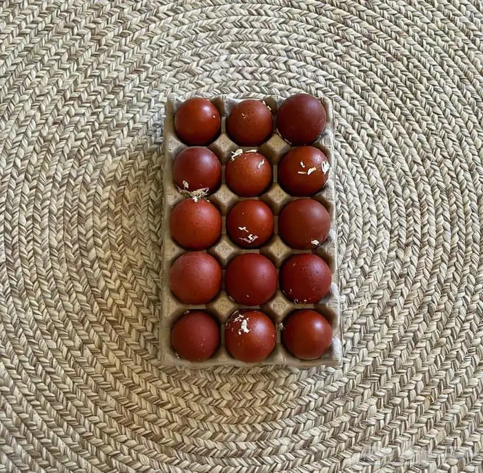 صوص دجاج الماران النادر   Black Cooper Marans 6
