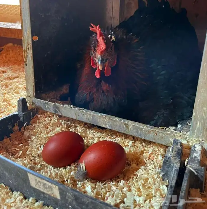 صوص دجاج الماران النادر   Black Cooper Marans 13