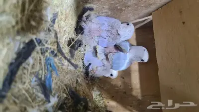 ذكر روز البينو وفروخ روز 6