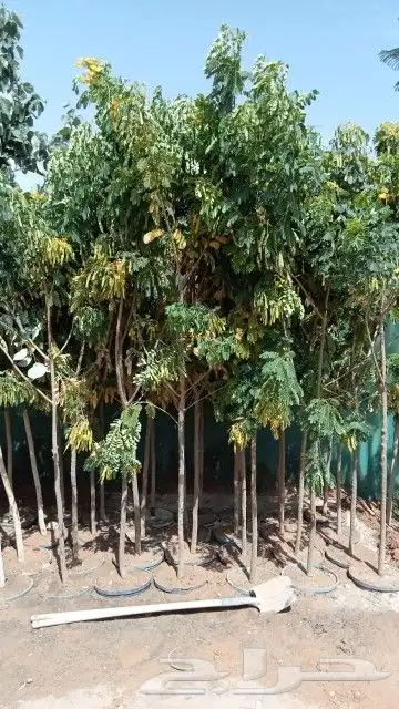 مشتل زراعة لجميع انواع الاشجار داخلي وخارجى وجميع انواع التي 7