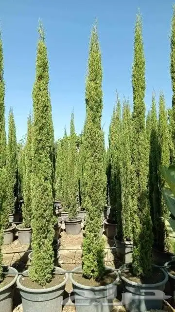 مشتل زراعة لجميع انواع الاشجار داخلي وخارجى وجميع انواع التي 2