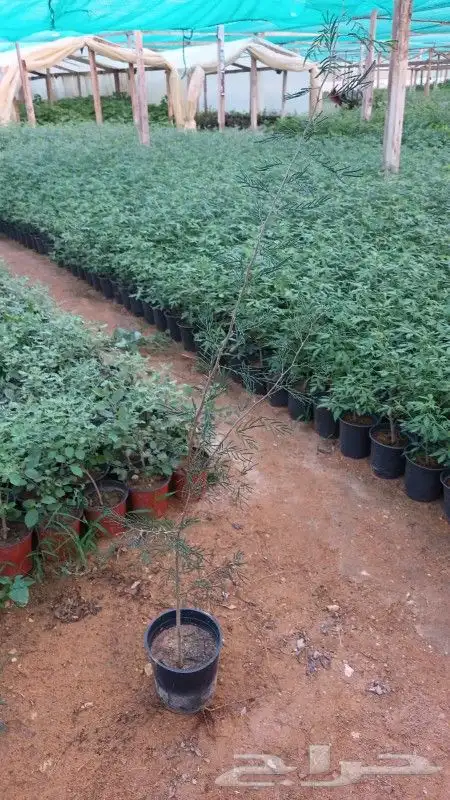 مشتل زراعة لجميع انواع الاشجار داخلي وخارجى وجميع انواع التي 8