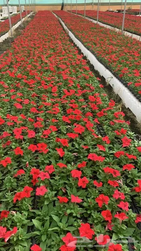 مشتل زراعة لجميع انواع الاشجار داخلي وخارجى وجميع انواع التي 0