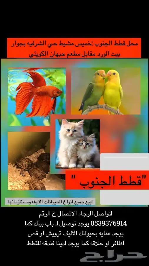 قطط 0