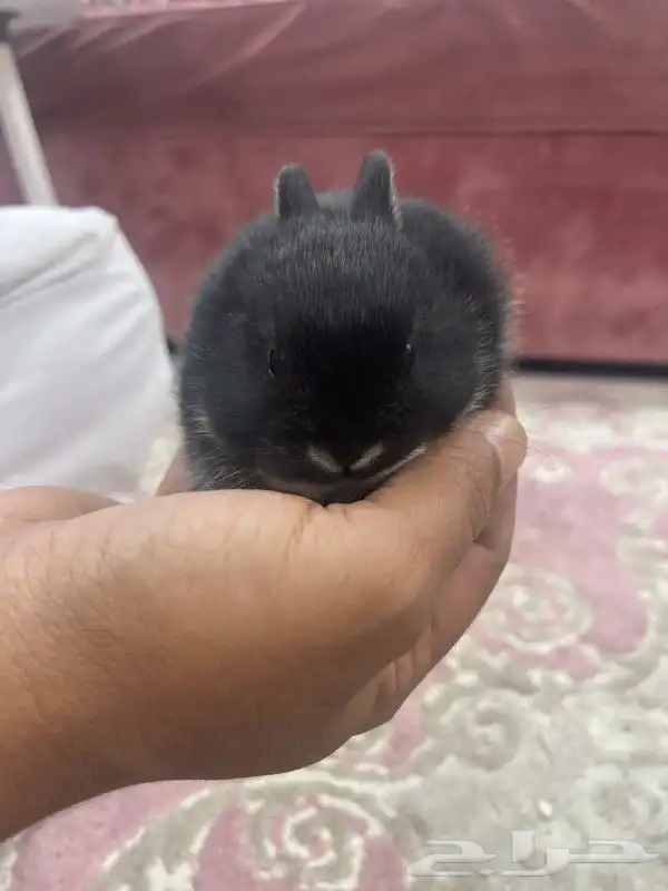 صغار ارانب قزم نذرلاند 11