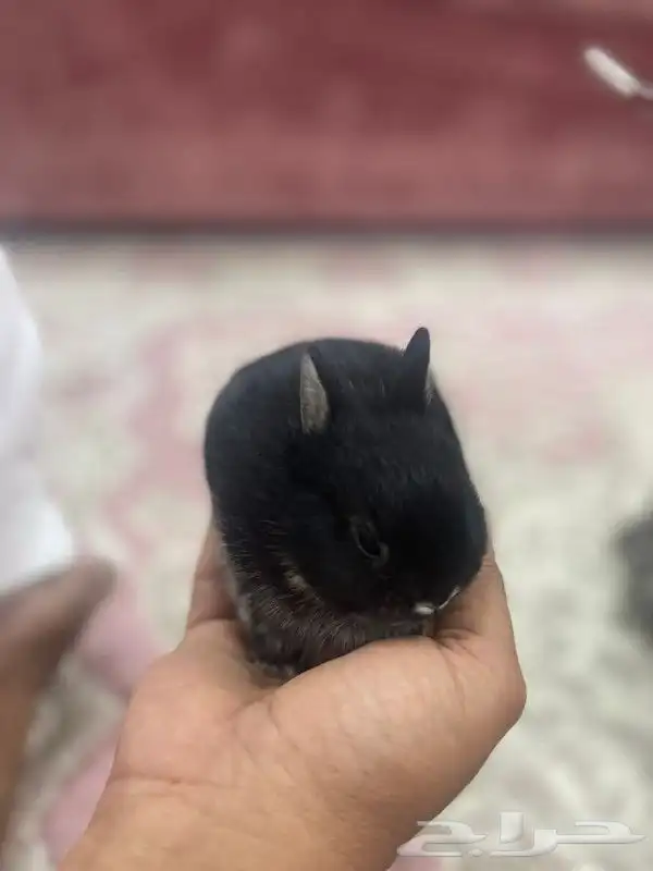 صغار ارانب قزم نذرلاند 4