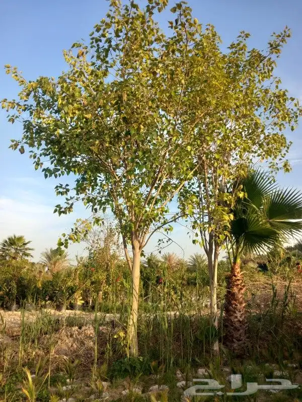 مشتل زراعة لجميع انواع الاشجار داخلي وخارجى وجميع انواع التي 1