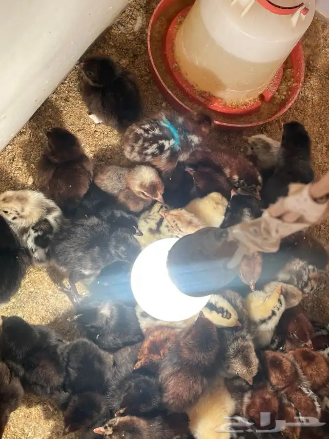 صيصان دجاج بلدي فيومي 1