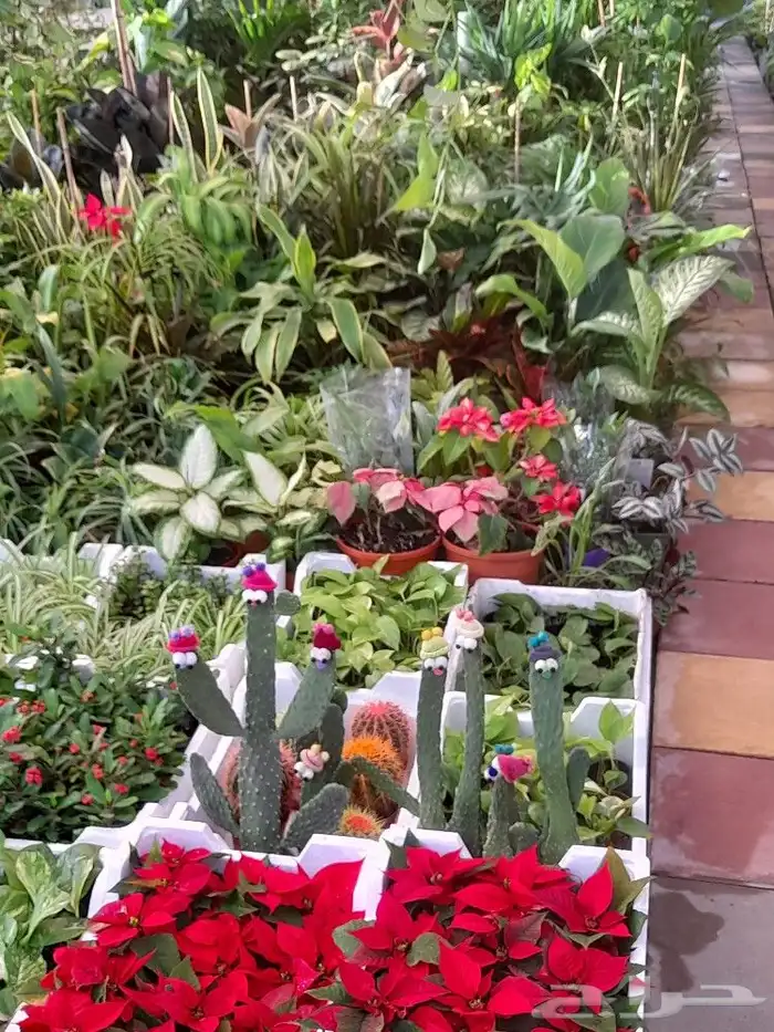 مشتل زراعة لجميع انواع الاشجار داخلي وخارجى وجميع انواع التي 5