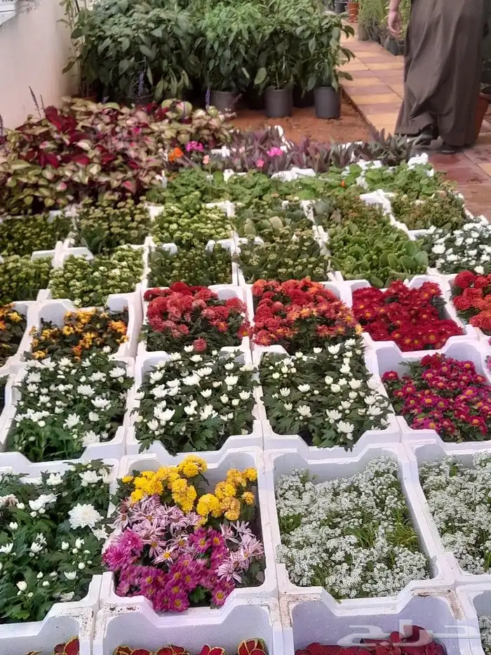 مشتل زراعة لجميع انواع الاشجار داخلي وخارجى وجميع انواع التي 3