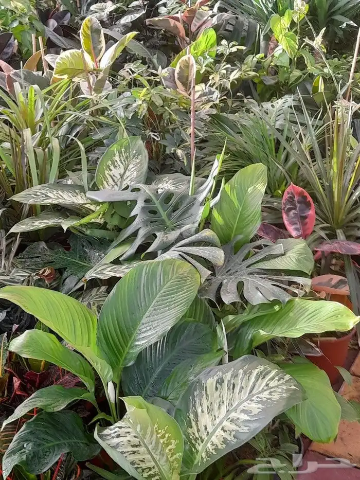 مشتل زراعة لجميع انواع الاشجار داخلي وخارجى وجميع انواع التي 6