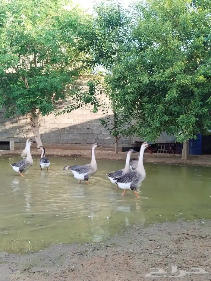 ثلاثه ازواج وز عراقي اصيل الكوبرا للبيع 0