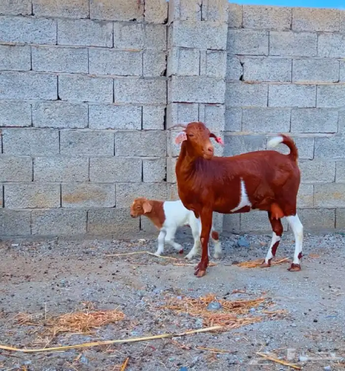 عنز كلهاري تم البيع 1
