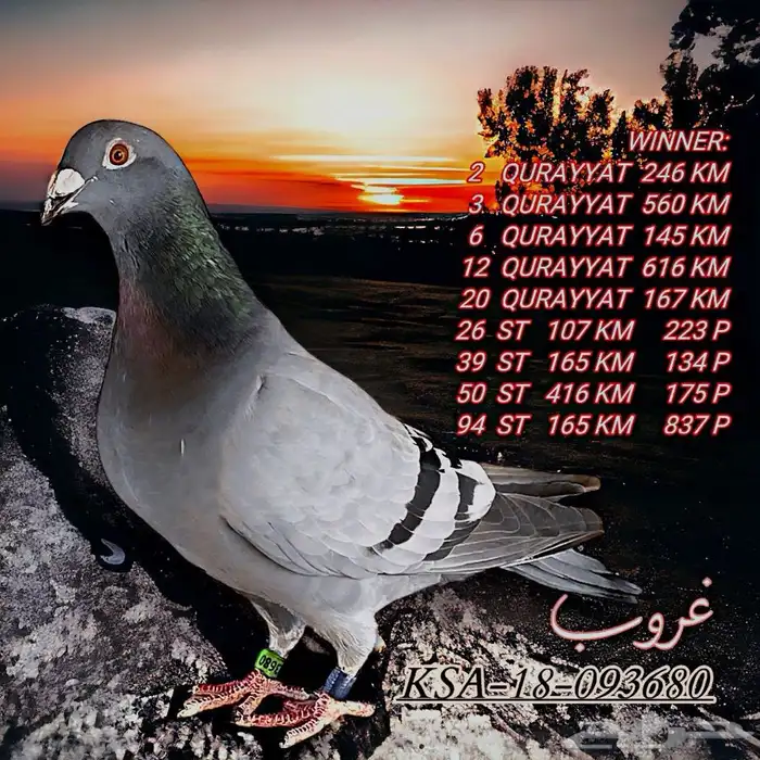 زاجل سباقات مسافات 3