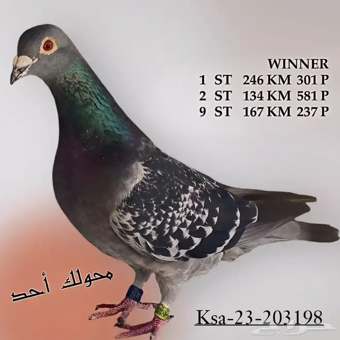 زاجل سباقات مسافات 4
