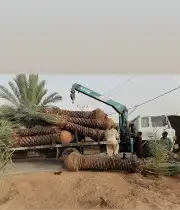 توريد وزراعه جميع انواع النخيل 3