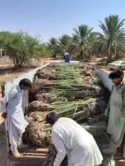 توريد وزراعه جميع انواع النخيل 5