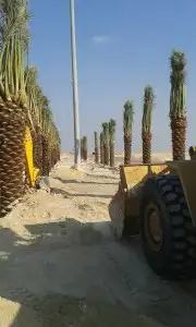 توريد وزراعه جميع انواع النخيل 1