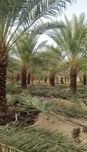 توريد وزراعه جميع انواع النخيل 4