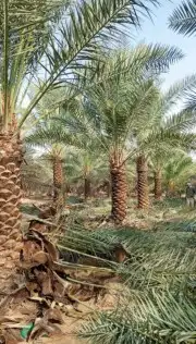 توريد وزراعه جميع انواع النخيل 0