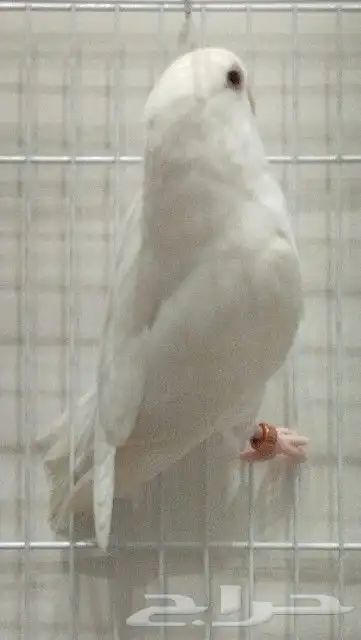 ذكر روز البينو بشهاده 1