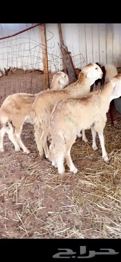سواكني تربيه سبع شهور ونعيم فللل شحم مع الصلخ التوصيل 0