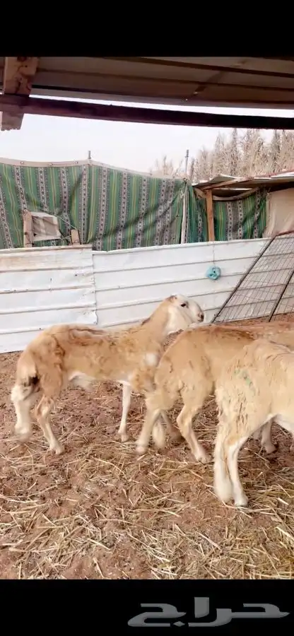 سواكني تربيه سبع شهور ونعيم فللل شحم مع الصلخ التوصيل 2
