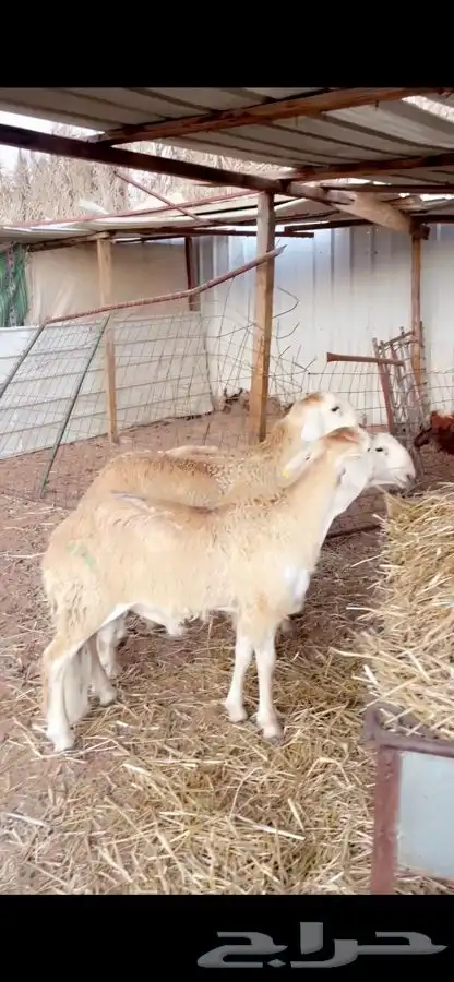 سواكني تربيه سبع شهور ونعيم فللل شحم مع الصلخ التوصيل 1