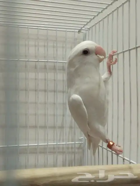 ذكر روز البينو بشهاده 5