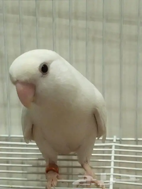 ذكر روز البينو بشهاده 2