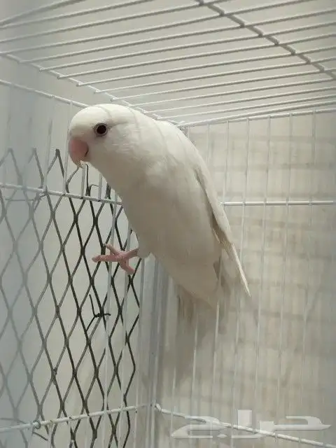 ذكر روز البينو بشهاده 3