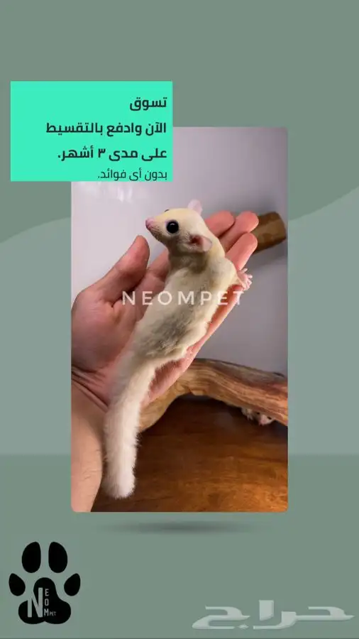 اقساط شوقر قلايدر سنجاب السنجاب الطائر اليف ذكر انثى سناجب 4