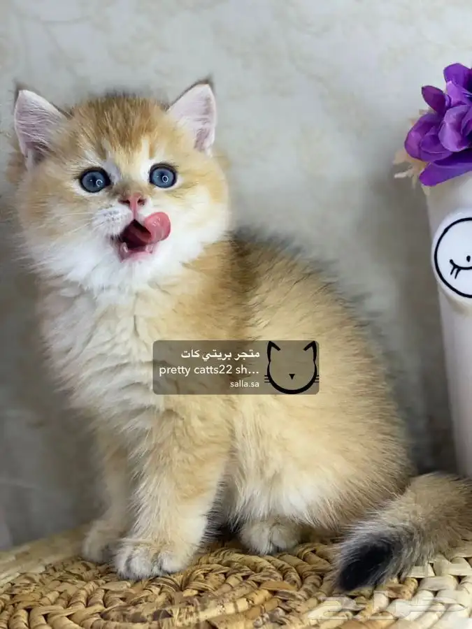 قطط سكوتش فولد قطط سكوتش ستريت 6