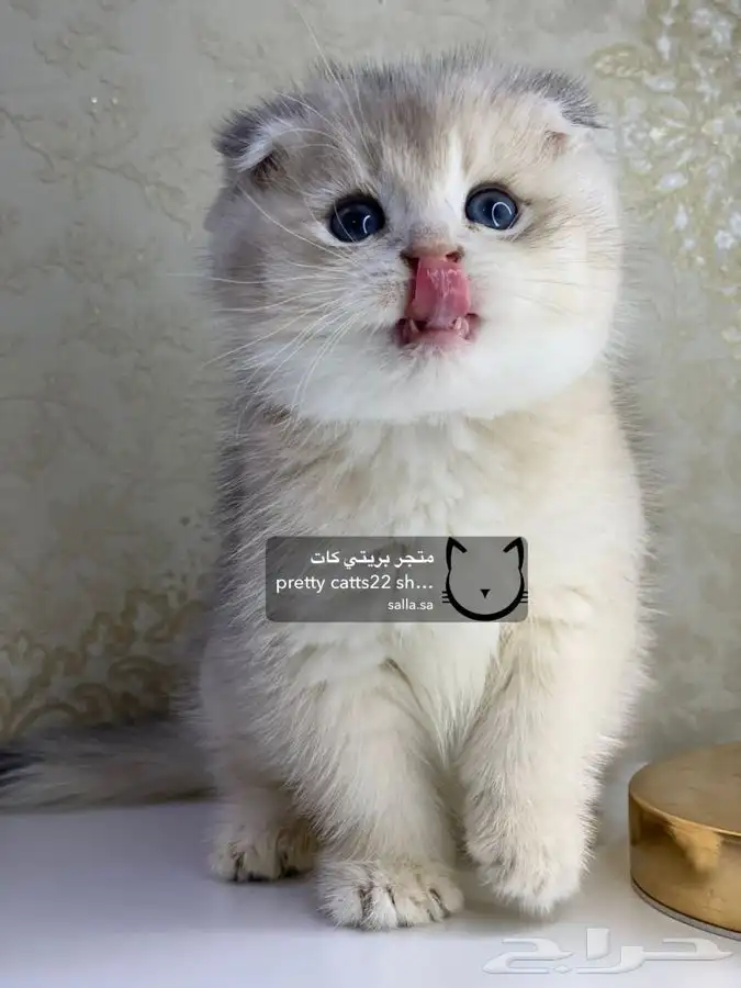 قطط سكوتش فولد قطط سكوتش ستريت 2