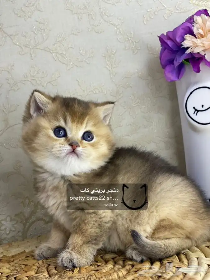 قطط سكوتش فولد قطط سكوتش ستريت 1