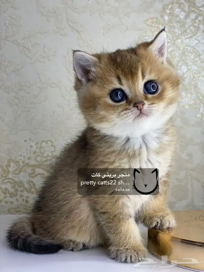 قطط سكوتش فولد قطط سكوتش ستريت 9