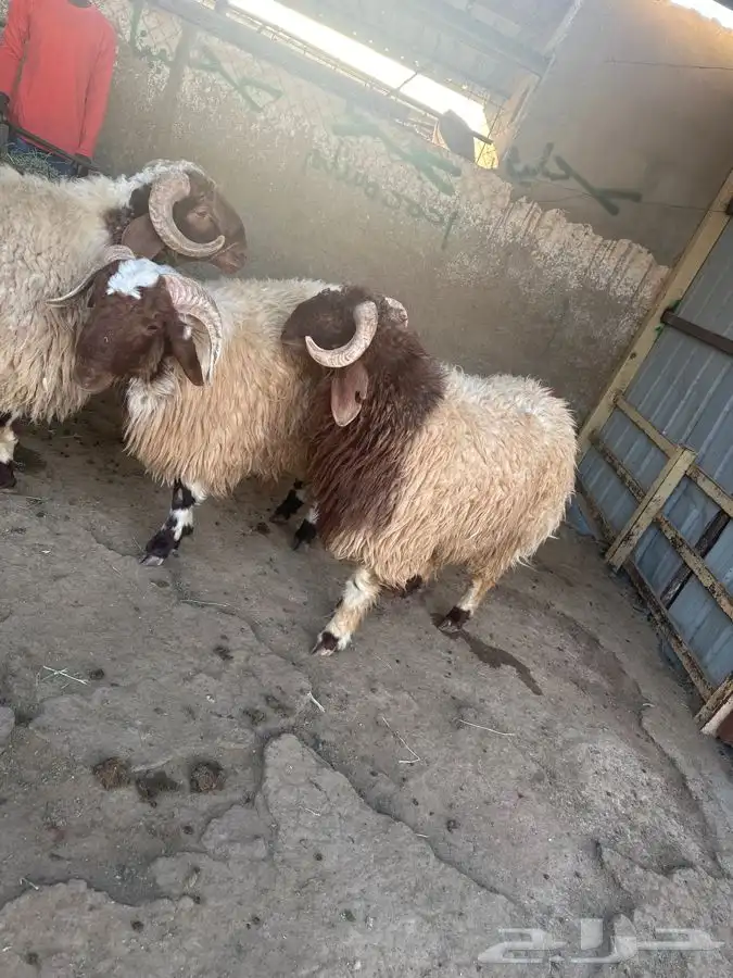 نعيم ناهي راهي بلدي شرط فوق 50 كليو بعد الذبح ويوجد طبخ مع 2