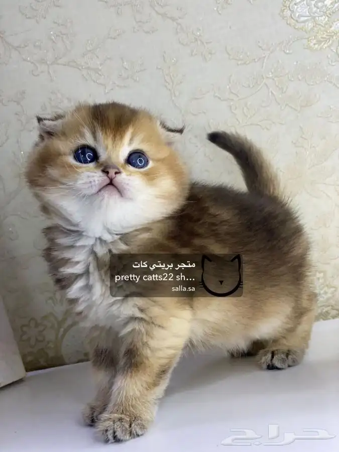 قطط سكوتش فولد قطط سكوتش ستريت 4