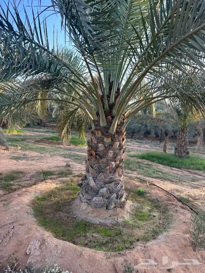 جثايث برحي وسكري 0