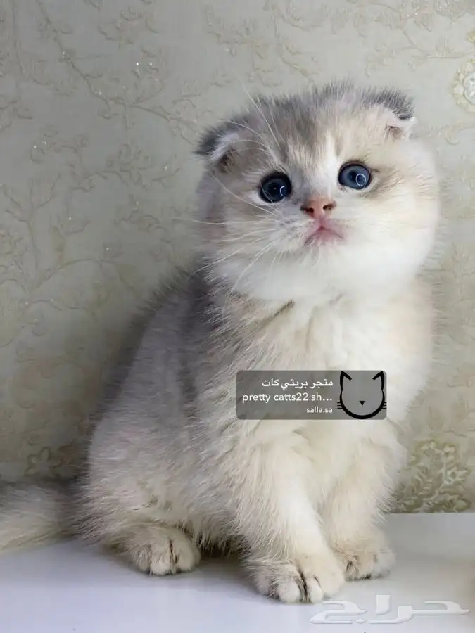 قطط سكوتش فولد قطط سكوتش ستريت 3