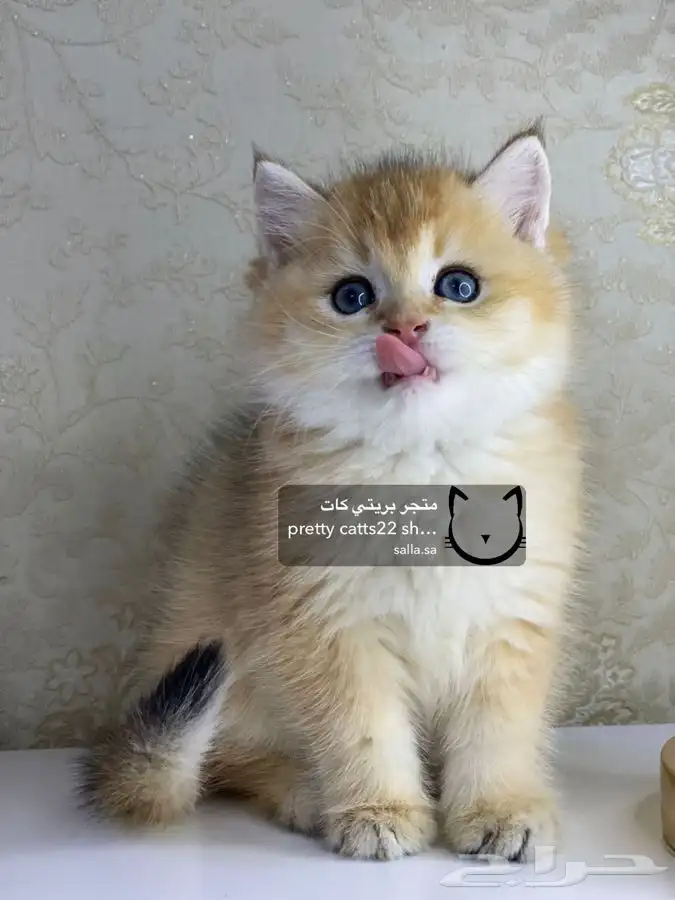 قطط سكوتش فولد قطط سكوتش ستريت 7