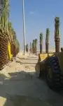 توريد وزراعه جميع انواع النخيل 15