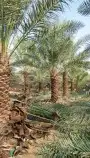 توريد وزراعه جميع انواع النخيل 14