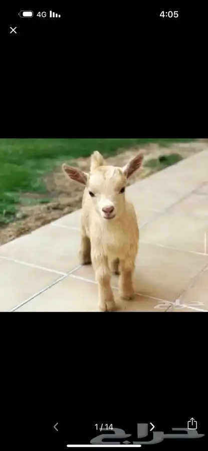 الماعز القزم الصغير الليف الجميل ماعز قزم 33