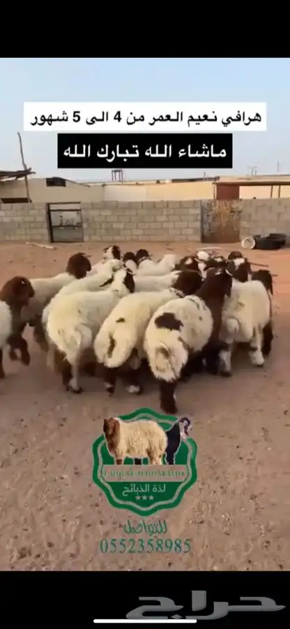 ذبيحتك جاهزه لباب بيتك مع خدمة تمارا تقسيط 2