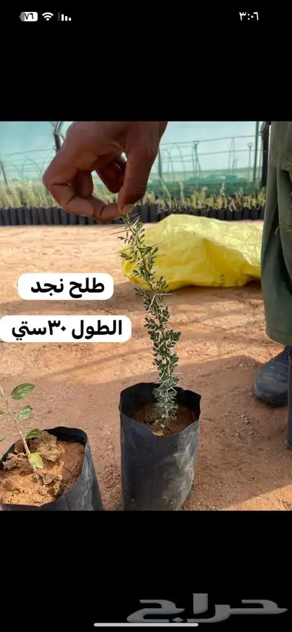 شتلات بريه 0