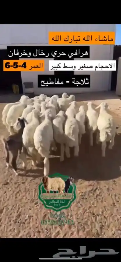 ذبيحتك جاهزه لباب بيتك مع خدمة تمارا تقسيط 3